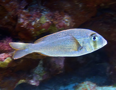 Gymnocranius microdon