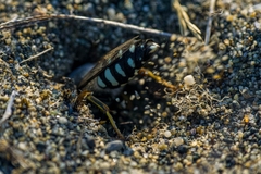 Zyzzyx chilensis