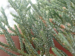 Juniperus deppeana deppeana