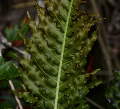 Neoblechnum brasiliense