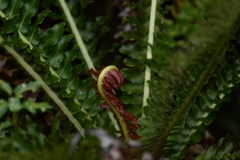 Neoblechnum brasiliense