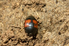Hister bipunctatus