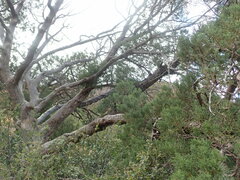 Juniperus deppeana deppeana