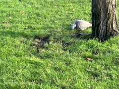 Columba palumbus palumbus