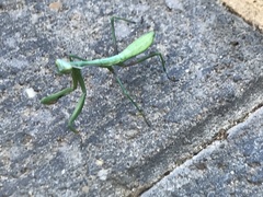 Pseudomantis albofimbriata