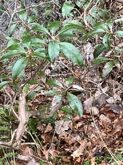 Kalmia latifolia