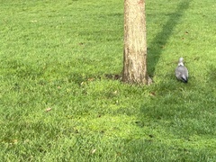 Columba palumbus palumbus