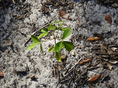 Crotalaria incana