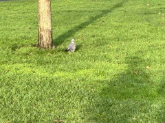 Columba palumbus palumbus