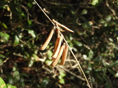 Crotalaria incana