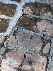 Sceloporus grammicus