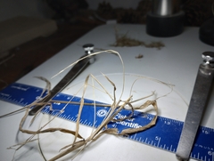 Muhlenbergia sylvatica