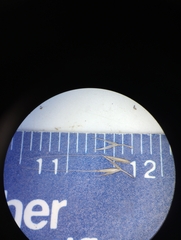 Muhlenbergia sylvatica