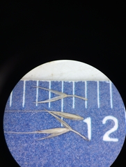 Muhlenbergia sylvatica