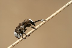 Platystomos albinus