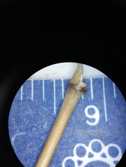 Muhlenbergia sylvatica