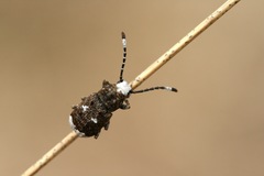 Platystomos albinus