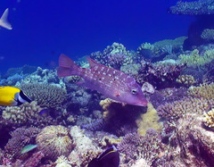 Lethrinus erythracanthus