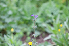 Salvia verbenaca