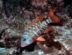 Lethrinus erythracanthus