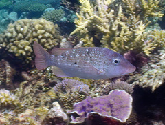 Lethrinus erythracanthus