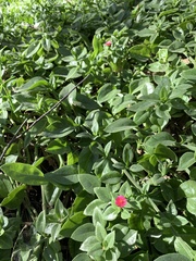 Mesembryanthemum cordifolium