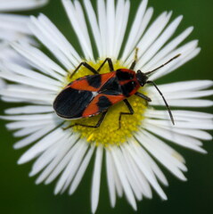 Tropidothorax leucopterus