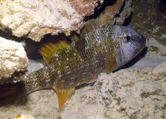 Lethrinus erythracanthus