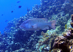 Lethrinus erythracanthus