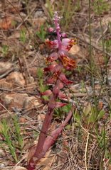 Lachenalia mutabilis