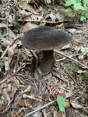 Porphyrellus olivaceobrunneus