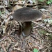 Porphyrellus olivaceobrunneus - Photo (c) Ty Creelan, algunos derechos reservados (CC BY-SA), subido por Ty Creelan