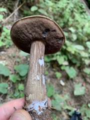 Porphyrellus olivaceobrunneus