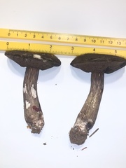 Porphyrellus olivaceobrunneus