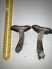 Porphyrellus olivaceobrunneus