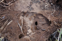 Camponotus maculatus