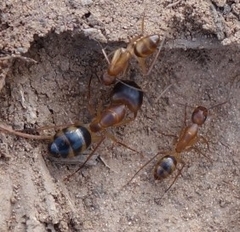 Camponotus maculatus