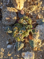 Chorizanthe corrugata