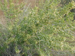 Brickellia laciniata