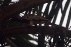 Lophoceros nasutus