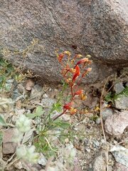 Fagonia pachyacantha