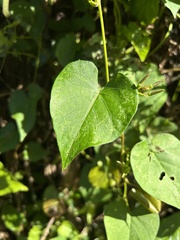Ipomoea tiliacea