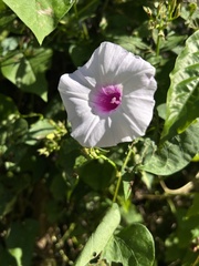 Ipomoea tiliacea