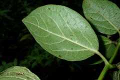 Viburnum rugosum image