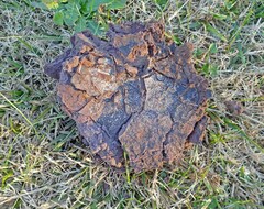 Calvatia cyathiformis