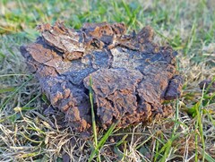 Calvatia cyathiformis