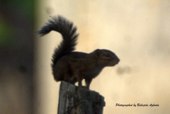 Funisciurus anerythrus