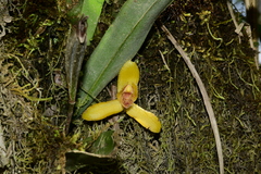 Maxillaria acutifolia
