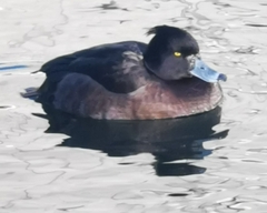 Aythya fuligula