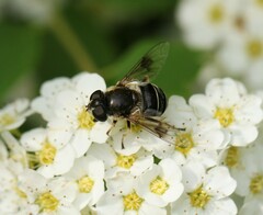 Eristalis obscura